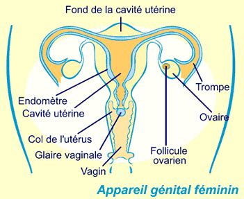Sexe vaginal classique Putain Hamme